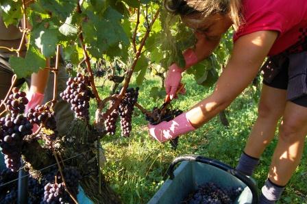 2011 L’Enclos, Pomerol, Jean Christophe Meyrou Interview, Harvest News