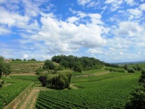 French Vineyard