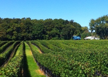 A Winery Makes the Case for Machine Harvesting Grapes for Wine