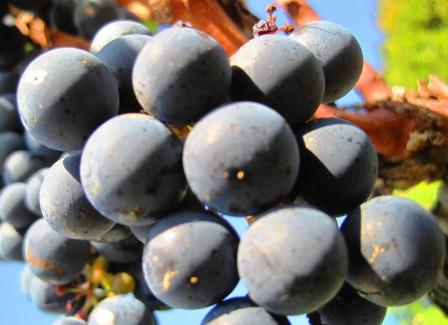 2012 Bordeaux Harvest News, Pomerol is Picking Today!