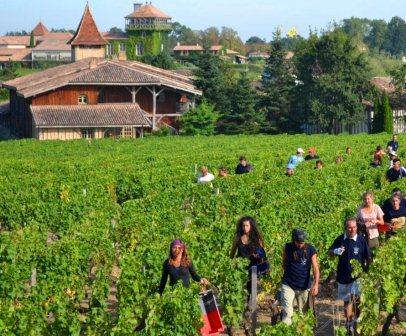 2012 Bordeaux White Wine Harvest Over, Red Wine Grapes Still Not Ripe