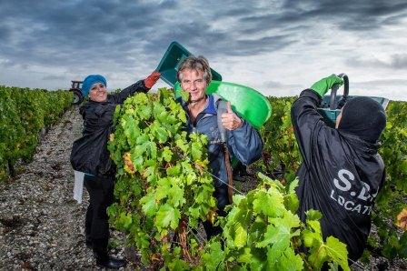 2012 Brane Cantenac Harvest