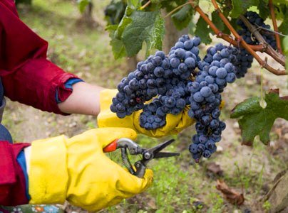 2012 Bordeaux Harvest Chateau Brown Great Potential for White Wine