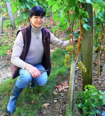 2012 Bordeaux Harvest News, Drastic Sorting Required at Valandraud