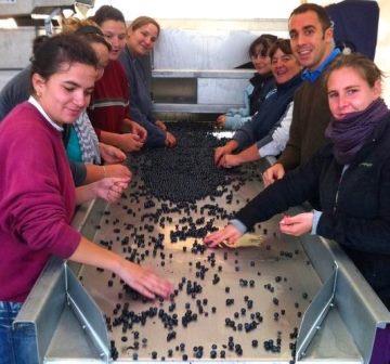 2012 Clos Dubreuil Bordeaux Harvest Favors Merlot