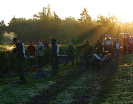 2012 Bordeaux Harvest Interview with Veronique Sanders Haut Bailly