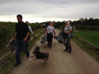 2012 Malartic Lagraviere, Bordeaux Harvest, Biodynamic Experimentation