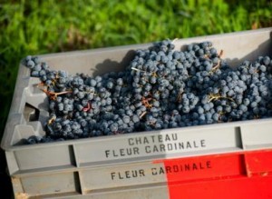 2012 fleur Cardinale grapes