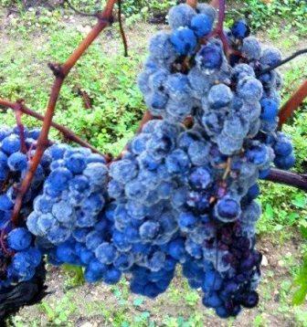 Liber Pater Declassifies Entire 2012 Bordeaux Harvest