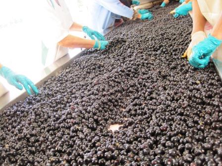 2012 La Couspaude St. Emilion Harvest 3 Weeks Later Than Usual
