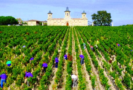 2012 Cos d’Estournel Vintage Harvest Interview Jean Guillaume Prats