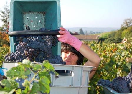 2012 Chateau La Clotte St. Emilion Vintage Harvest Report