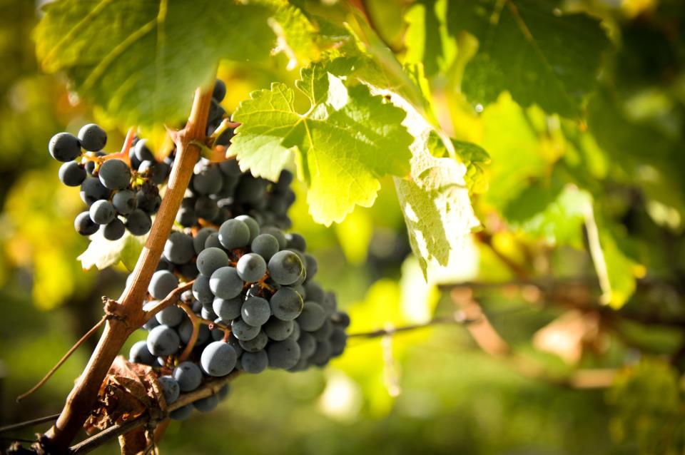 Bordeaux Wine Production, Facts, Figures, Grapes, Vineyards, Complete Guide