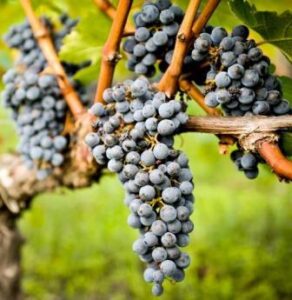 Bordeaux Grapes in vineyard