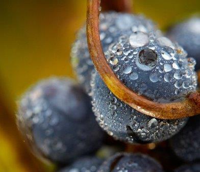 grapes-wet-on-vines