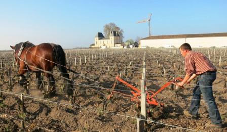 Biodynamic Sustainable Farming Techniques for Vineyards