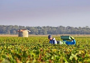 2012 Bordeaux harvest grape picking