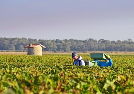 2012 Bordeaux Harvest Information Vintage Summary