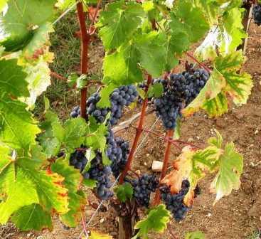 Celebrate International Cabernet Sauvignon Day August 29