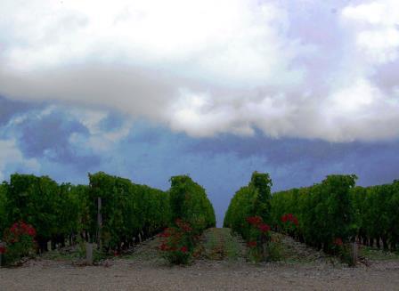 Bordeaux Harvest Storm