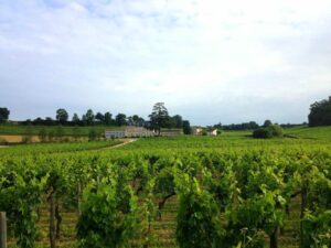 Bordeaux in the vines