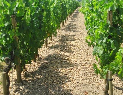 Terroir and Climate of Bordeaux, Dirty Little Secret about the Soil