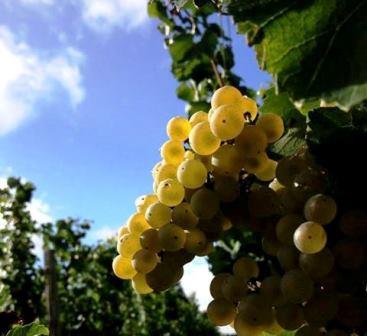 With 2013 Chardonnay in Bordeaux is Being Produced in The Right Bank