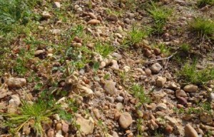 Pessac Leognan Terroir