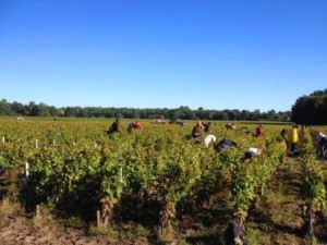 2013 Bordeaux Harvest