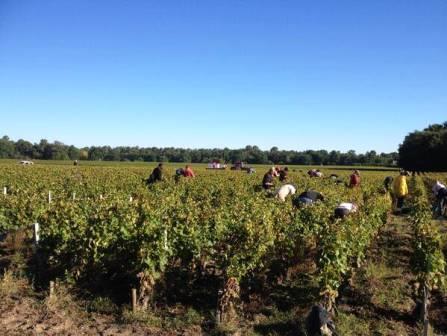 2013 Domaine de Chevalier White Wine Harvest