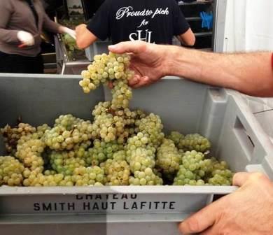 2013 Smith Haut Lafitte White Wine Harvest Interview Fabien Tietgen