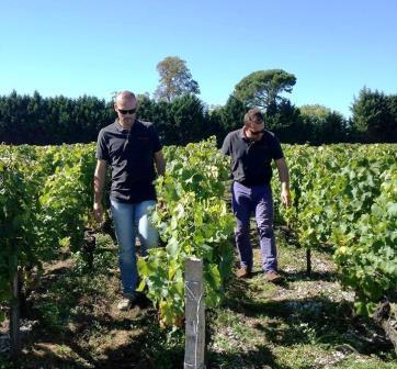 Stephen Carrier on 2013 de Fieuzal Bordeaux White Wine Harvest