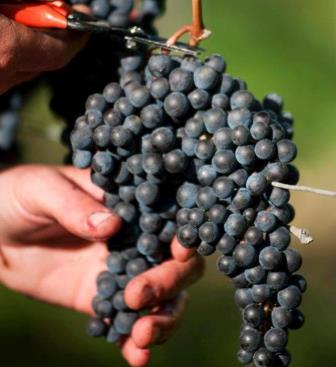 Grape Harvest