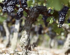 Merlot Grapes on the vine