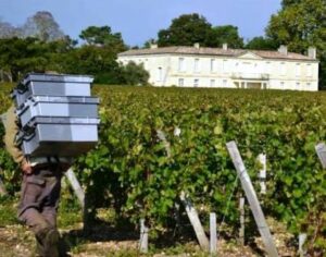 2013 Smith Haut Lafitte Pickers