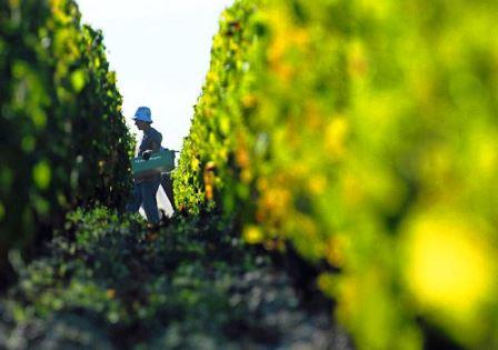 2013 Margaux Paul Pontallier on the Harvest Vintage Wine Making