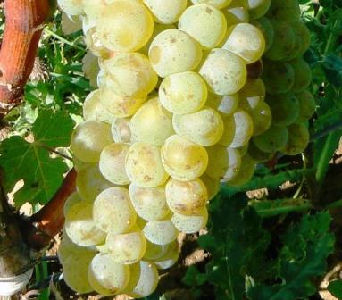 Clairette Wine Grapes, Flavor, Character, History, Wine Food Pairings