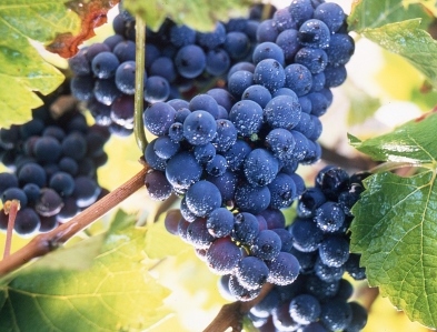 Grape harvesting