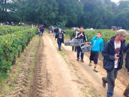 Malartic Lagraviere harvest