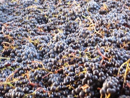 Vaccarese Wine Grape