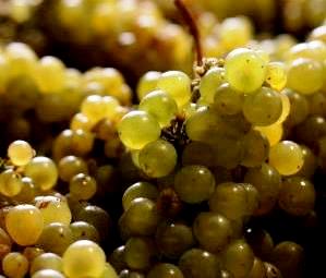 Bordeaux White Wine Grapes Harvest