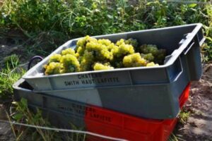 White Bordeaux Grape harvest