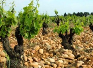 Chateauneuf du Pape Rocky Soils