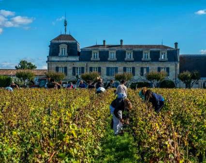 2014 Bordeaux Vintage Harvest