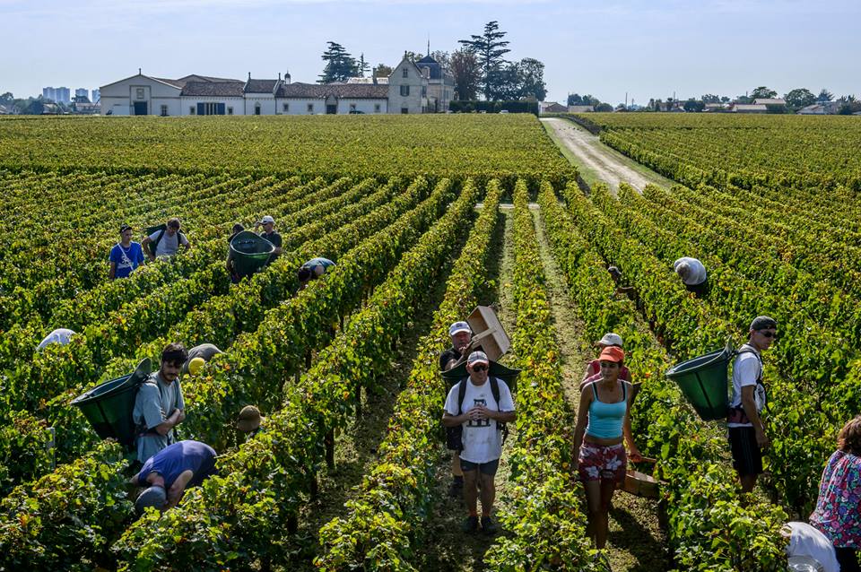 Haut Brion Harvest Pickers