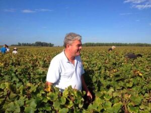 Domaine de Chevalier Harvest