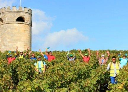 2015 Bordeaux Vintage and Harvest Report