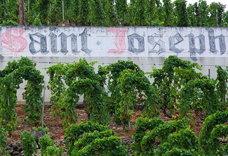 St. Joseph Rhone Valley Wine Guide to the Best Producers, Vineyards