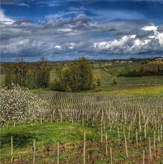 2 Saint Emilion Grand Cru Classe Vineyards Sold in the Same Week!