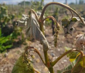 bordeaux-frost-damage-vineyard